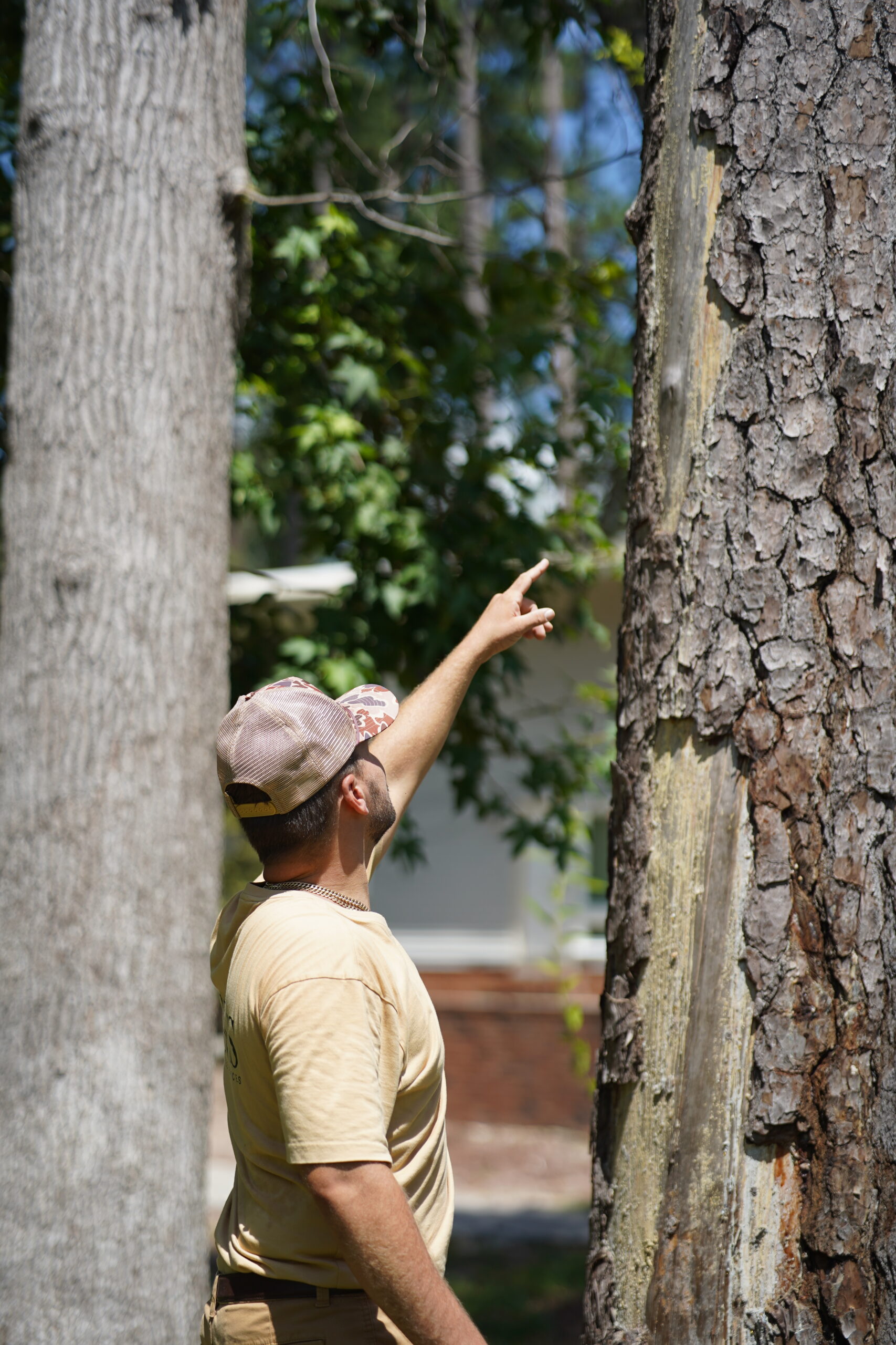 Rewis Tree Services | Tree Removal at Aiken, SC Golf Course | Rewis Tree Services