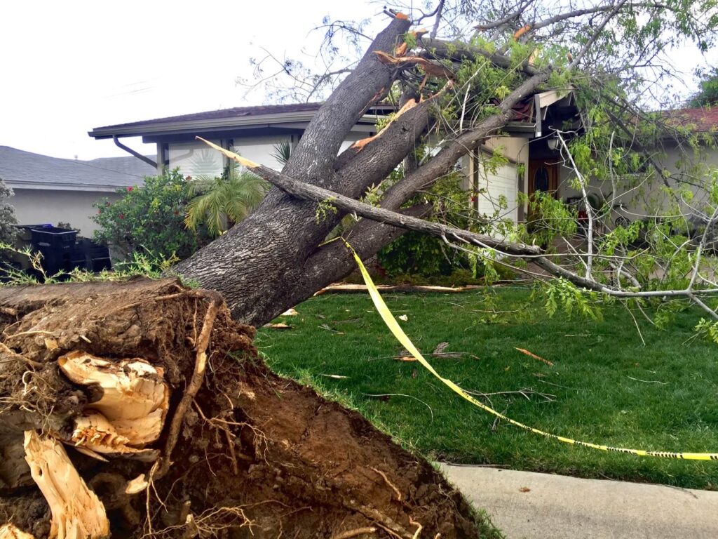 Rewis Tree Services | Tree Removal in Augusta & CSRA — Rewis Tree Services