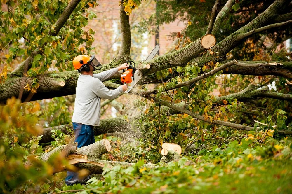 Rewis Tree Services | Emergency Tree Removal in Augusta: What to Do After a Storm Tree-Removal-Frisco