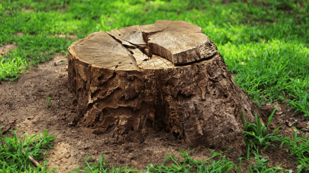 Rewis Tree Services | Why Old Tree Stumps Are a Safety Risk for Augusta Properties Tree Stumps