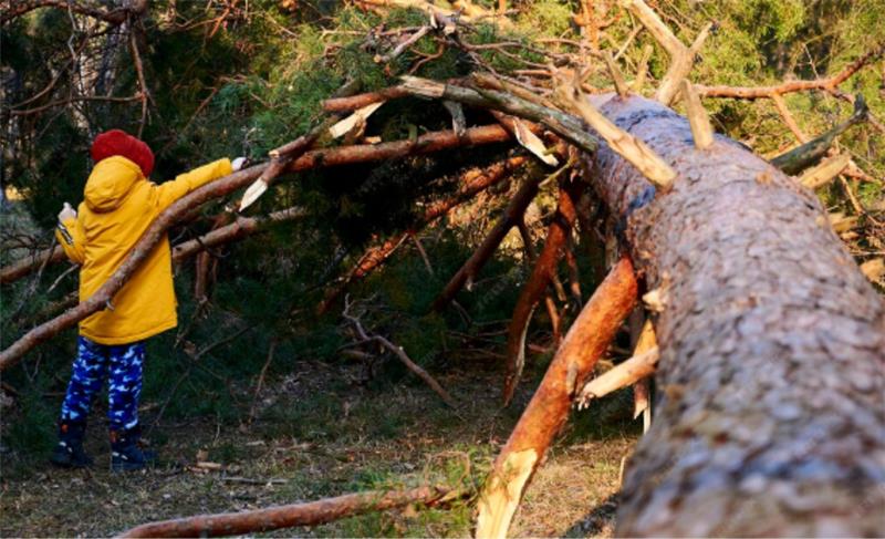 Rewis Tree Services | When Is Tree Removal Necessary for Homes in Augusta, GA? Rewis Tree Services | When Is Tree Removal Necessary for Homes in Augusta, GA?